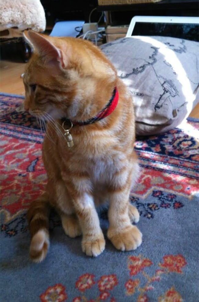 15-gatinhos-que-tiveram-uma-dura-batalha-contra-abelhas10