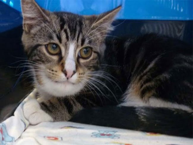 15-gatinhos-que-tiveram-uma-dura-batalha-contra-abelhas12