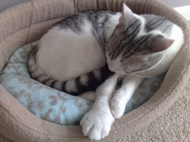 15-gatinhos-que-tiveram-uma-dura-batalha-contra-abelhas4