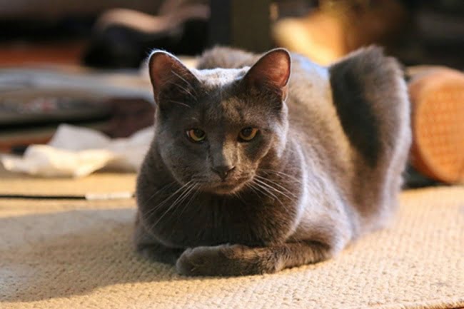 15-gatinhos-que-tiveram-uma-dura-batalha-contra-abelhas6