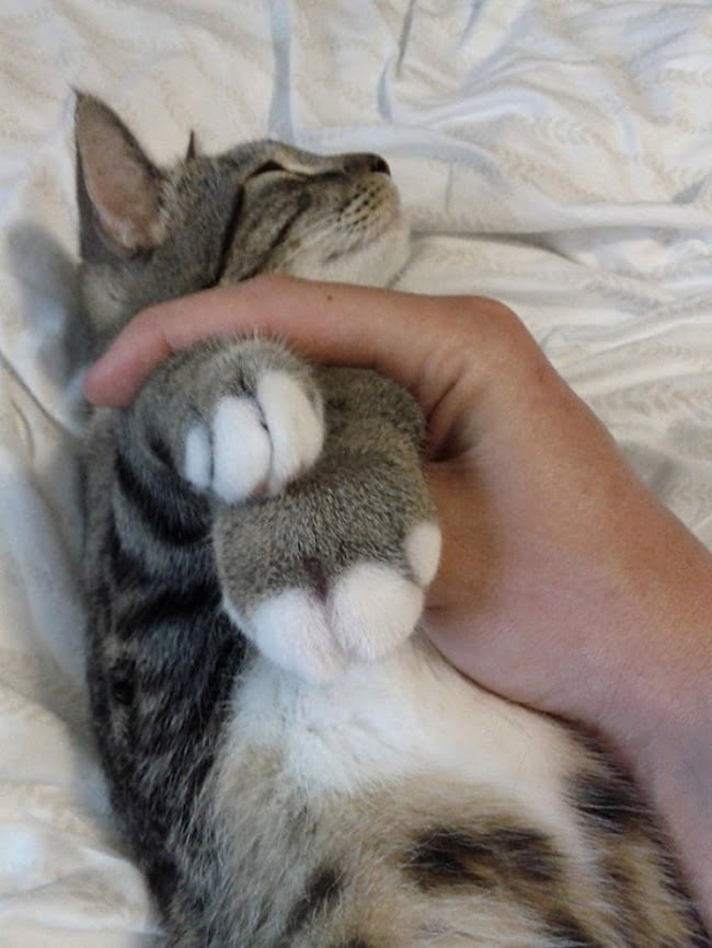 15-gatinhos-que-tiveram-uma-dura-batalha-contra-abelhas8