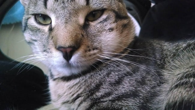 15-gatinhos-que-tiveram-uma-dura-batalha-contra-abelhas9