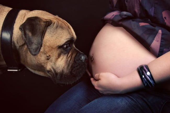 20-caes-esperando-ansiosamente-pela-chegada-dos-bebes14