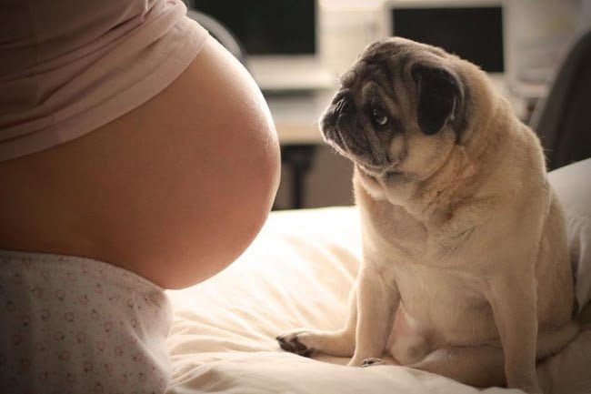 20-caes-esperando-ansiosamente-pela-chegada-dos-bebes2