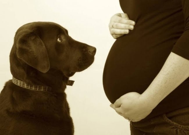 20-caes-esperando-ansiosamente-pela-chegada-dos-bebes9