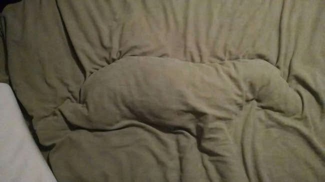 20-fotos-de-caes-que-roubaram-a-cama-de-seus-donos7