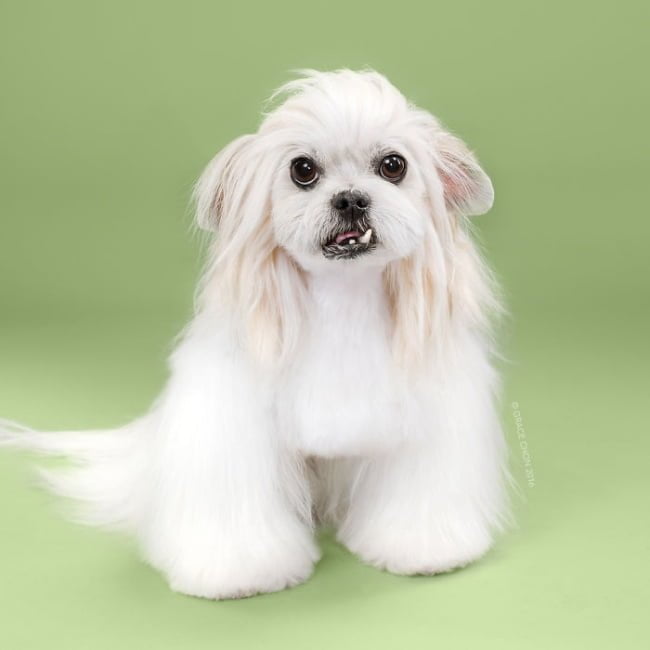 cabeleireiros-e-o-dom-de-deixar-um-cachorro-irreconhecivel10