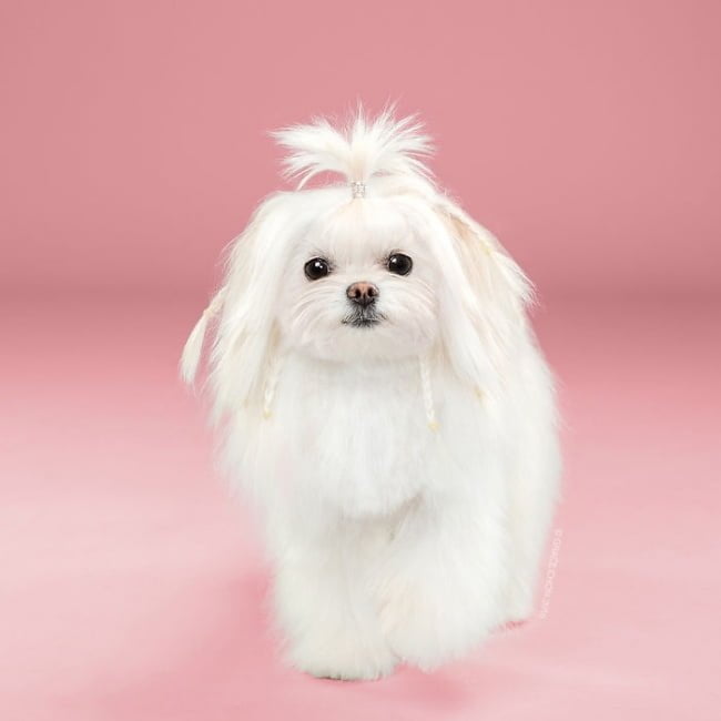 cabeleireiros-e-o-dom-de-deixar-um-cachorro-irreconhecivel16