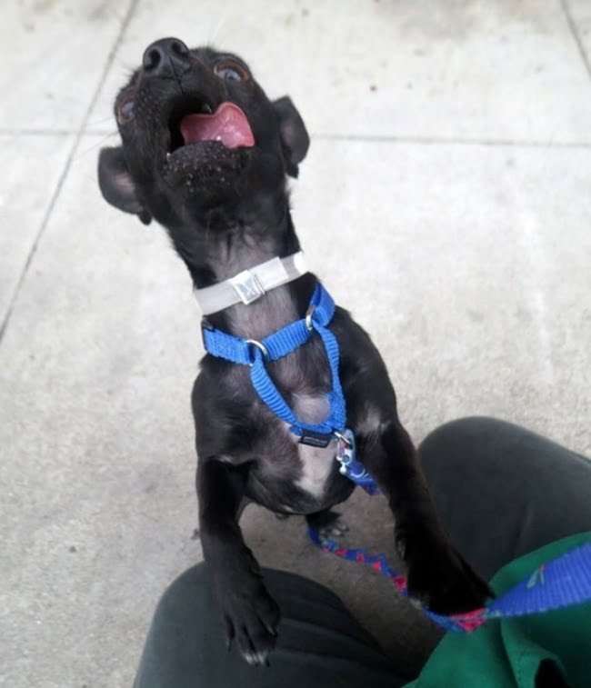 o-cachorro-com-as-expressoes-mais-engracadas-do-mundo5