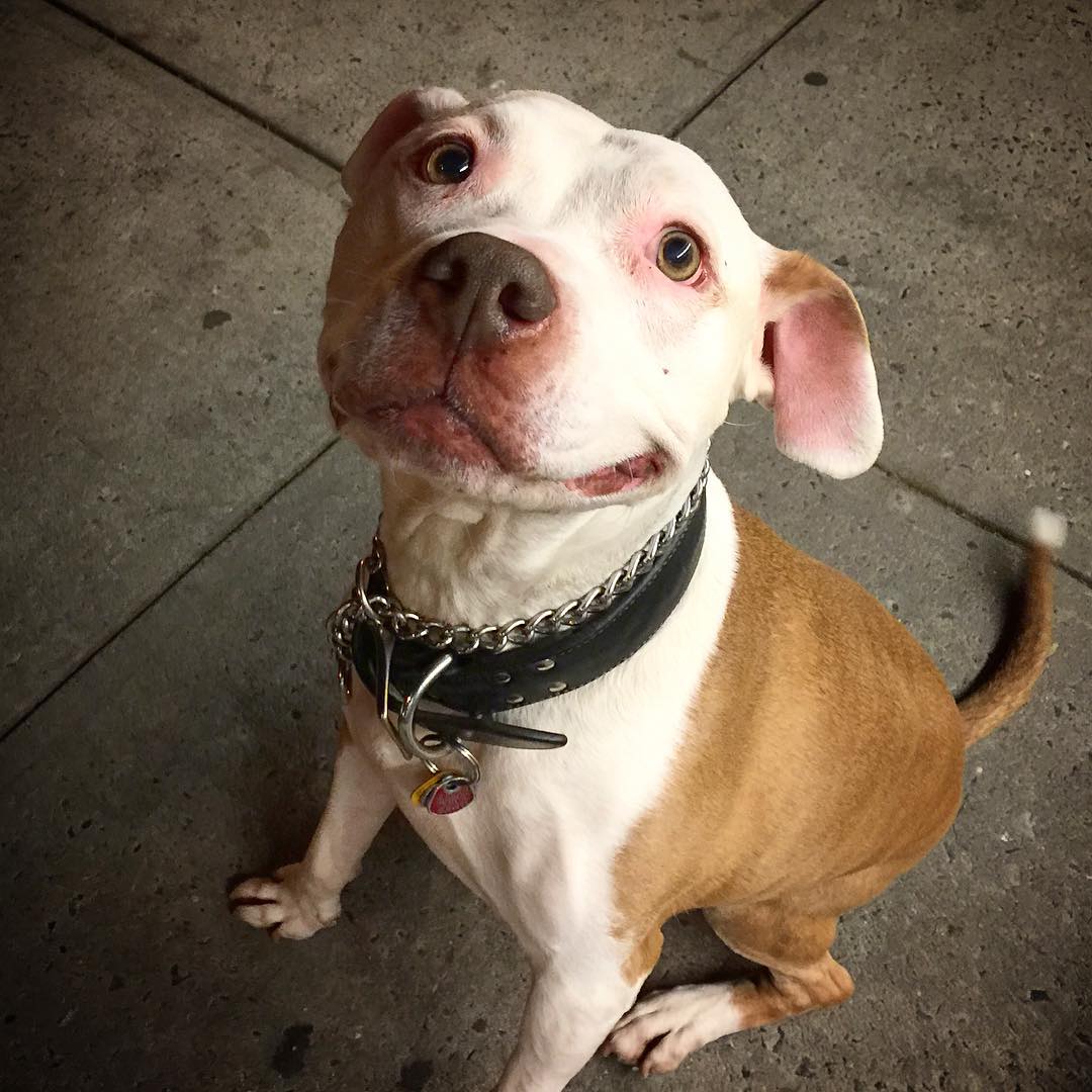 um-caozinho-que-nao-para-de-sorrir-ha-12-anos-e-com-um-bom-motivo-para-isso7