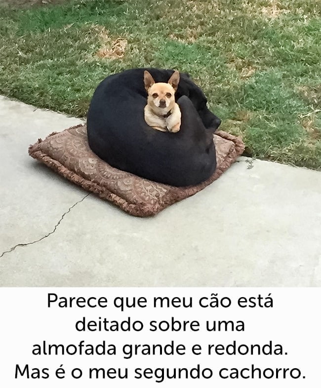 19-motivos-para-entender-e-perdoar-seu-cachorro13