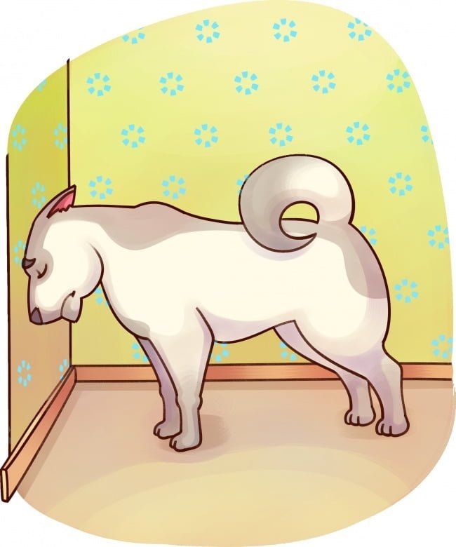 se-algum-destes-sintomas-aparecer-leve-seu-bichinho-imediatamente-ao-veterinario10