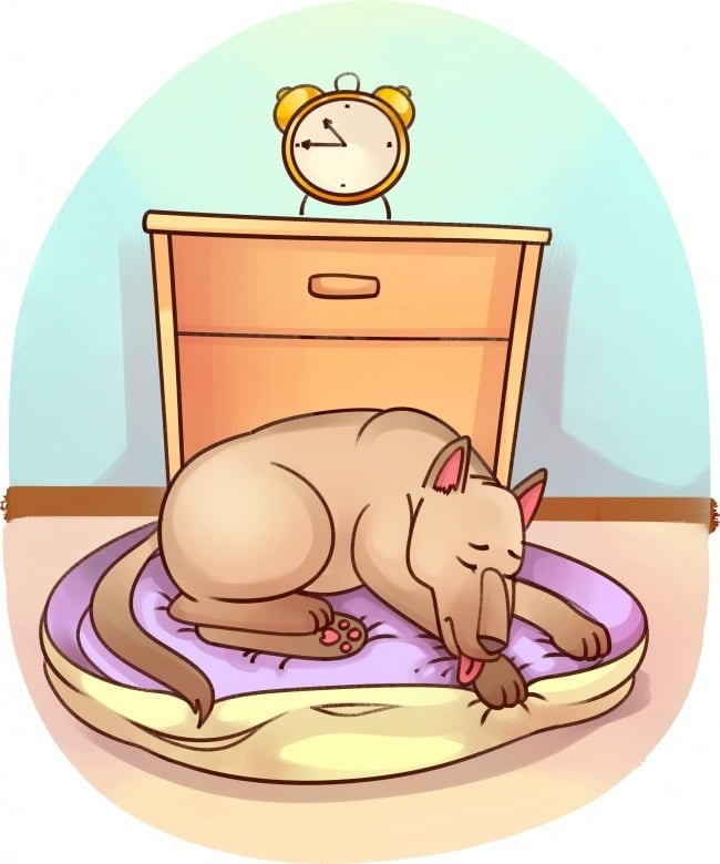 se-algum-destes-sintomas-aparecer-leve-seu-bichinho-imediatamente-ao-veterinario5