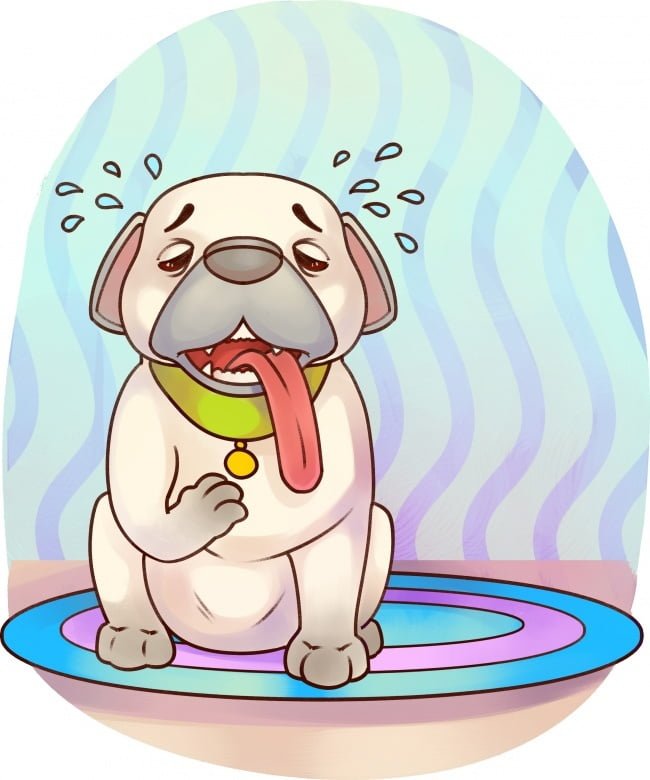 se-algum-destes-sintomas-aparecer-leve-seu-bichinho-imediatamente-ao-veterinario7