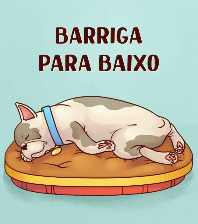 a-posicao-que-seu-cachorro-dorme-diz-tudo-sobre-a-personalidade-dele5