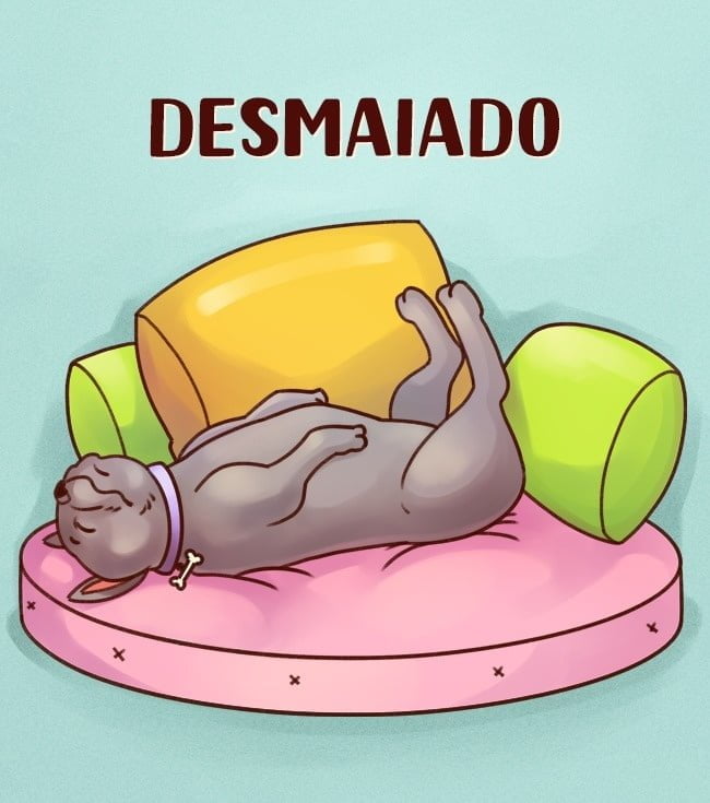 a-posicao-que-seu-cachorro-dorme-diz-tudo-sobre-a-personalidade-dele6