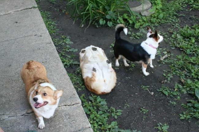 20-fotos-de-cachorros-completamente-felizes-com-a-situacao-em-que-estao16